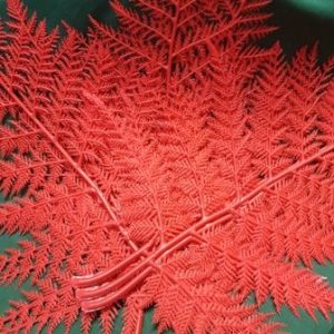 Red Fern