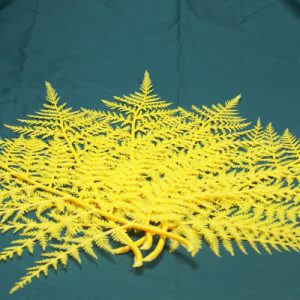 Yellow Fern